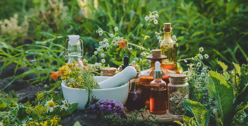 Ancient Wisdom in a Modern World Discovering the Diverse Modalities of Herbal Traditions - My SensibiliTeas