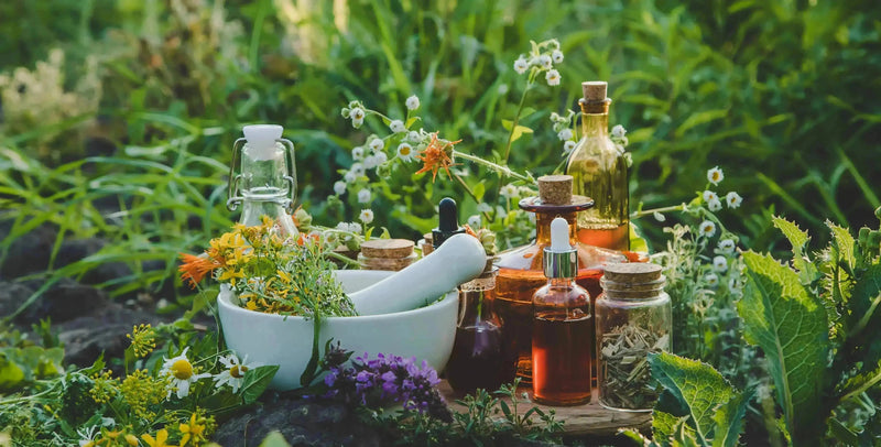 Ancient Wisdom in a Modern World Discovering the Diverse Modalities of Herbal Traditions - My SensibiliTeas