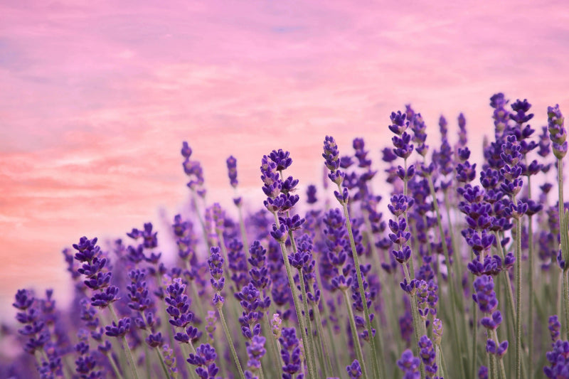 Evening Herbs - My SensibiliTeas