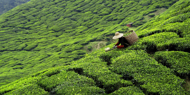 A person wearing a sun hat on their head and a large woven basket on their back is on a verdant green hill side, picking tea leaves by hand.