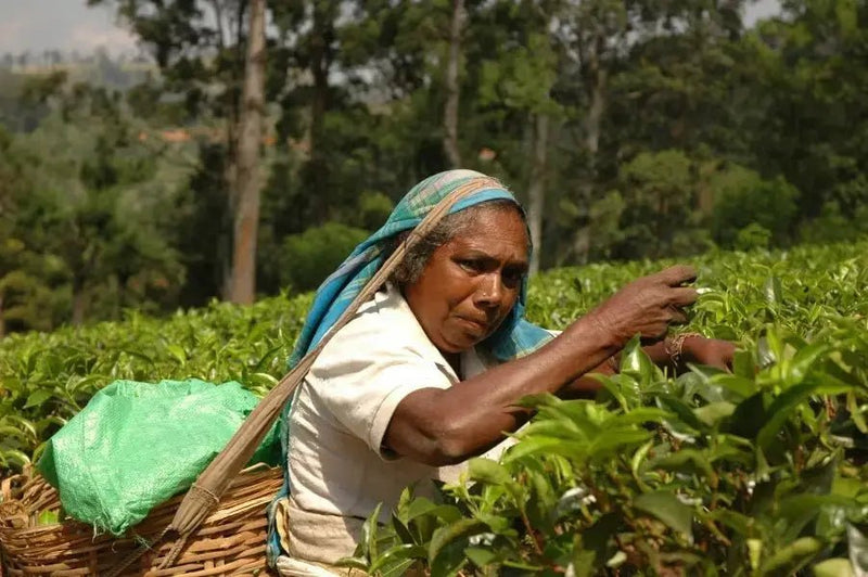 Ceylon Tea - My SensibiliTeas