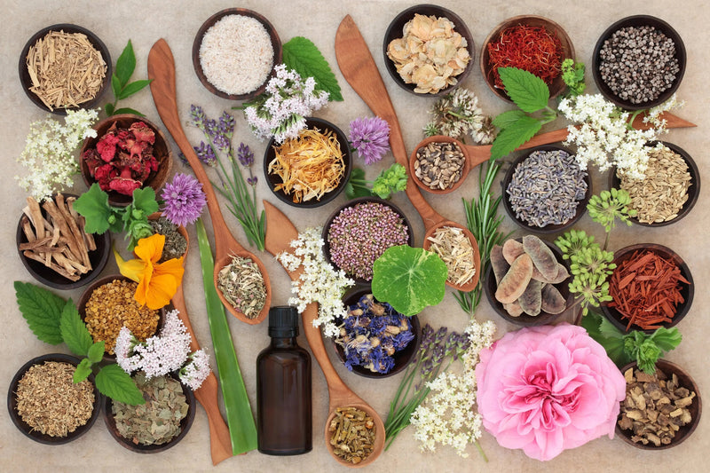 Traditional Botanicals - My SensibiliTeas