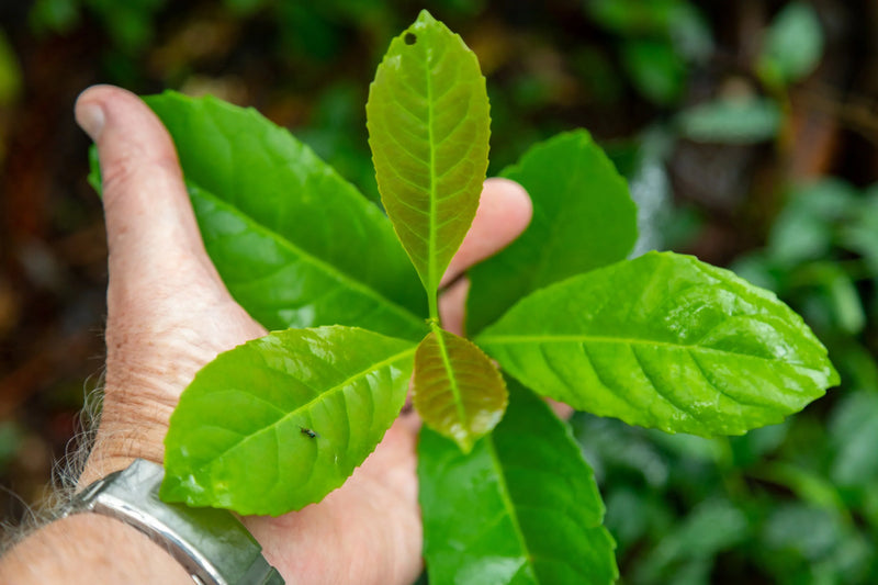 Yerba