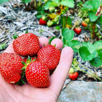 12 oz. Strawberry Tree Juice - My SensibiliTeas - New York Maple Syrup from Tree Juice