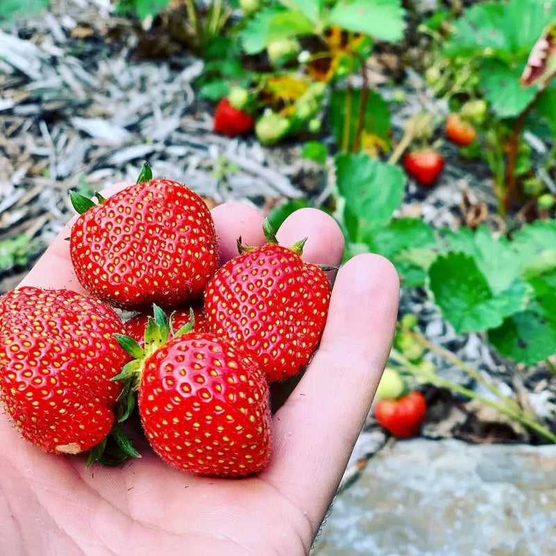 12 oz. Strawberry Tree Juice - My SensibiliTeas - New York Maple Syrup from Tree Juice