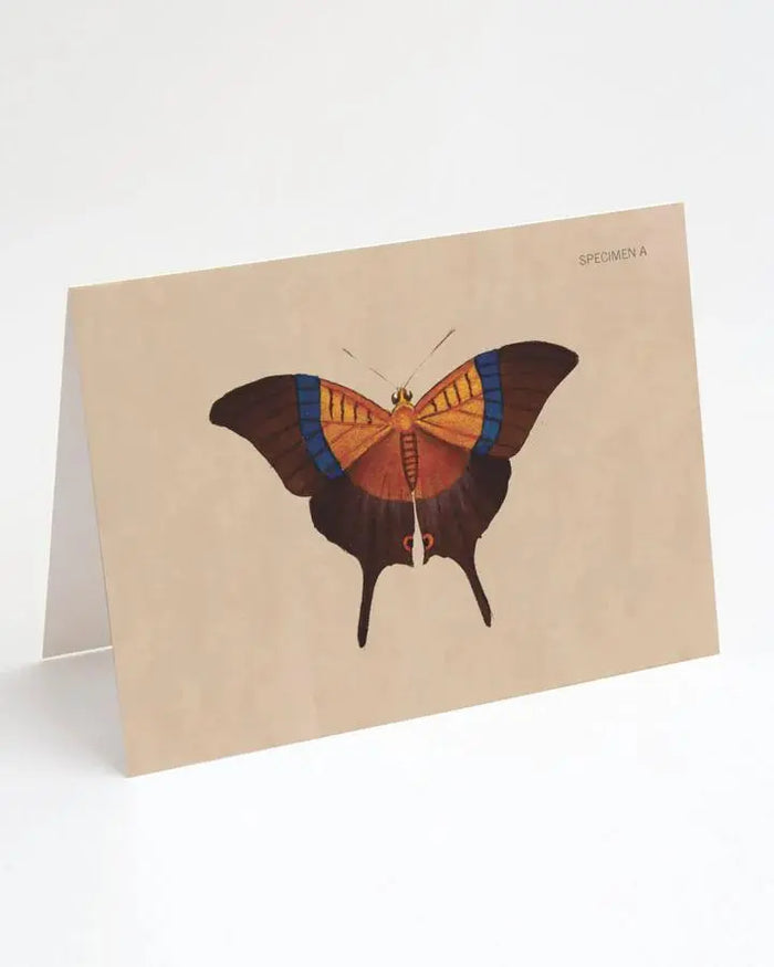 Vintage Butterfly/Moth Greeting Card