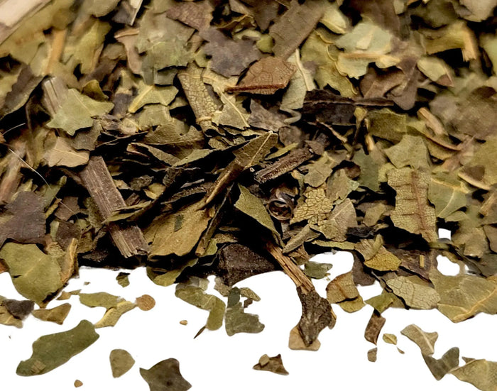 Black Walnut Leaves