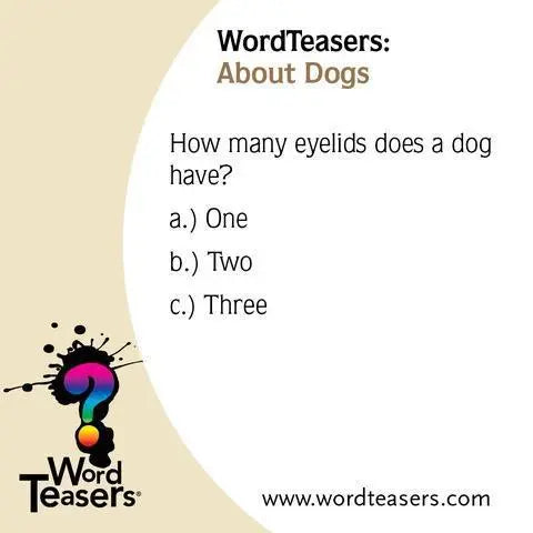 About Dogs