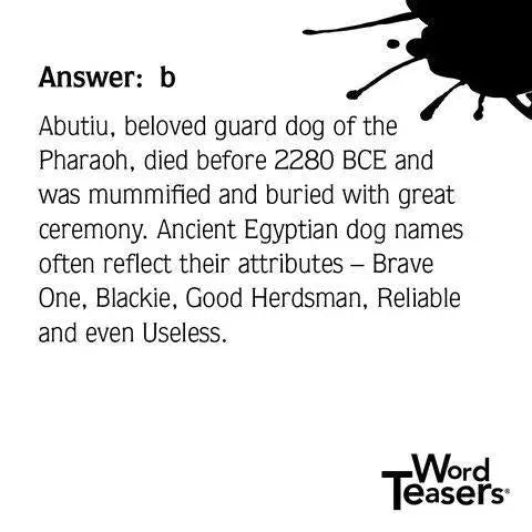 About Dogs - My SensibiliTeas - dog lovers gift from Word Teasers