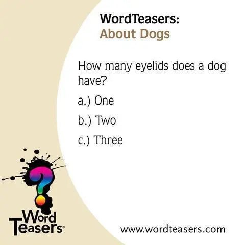 About Dogs - My SensibiliTeas - dog lovers gift from Word Teasers