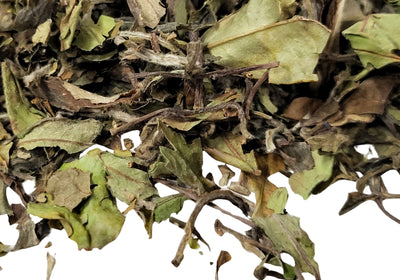 White Tea